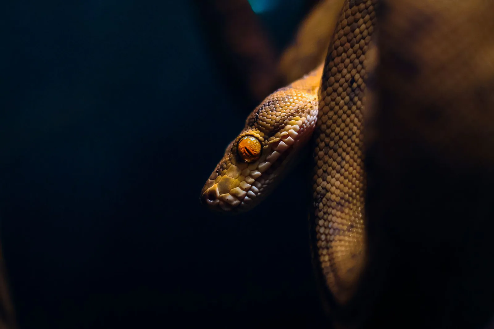 A python coiled in darkness, scales catching faint light