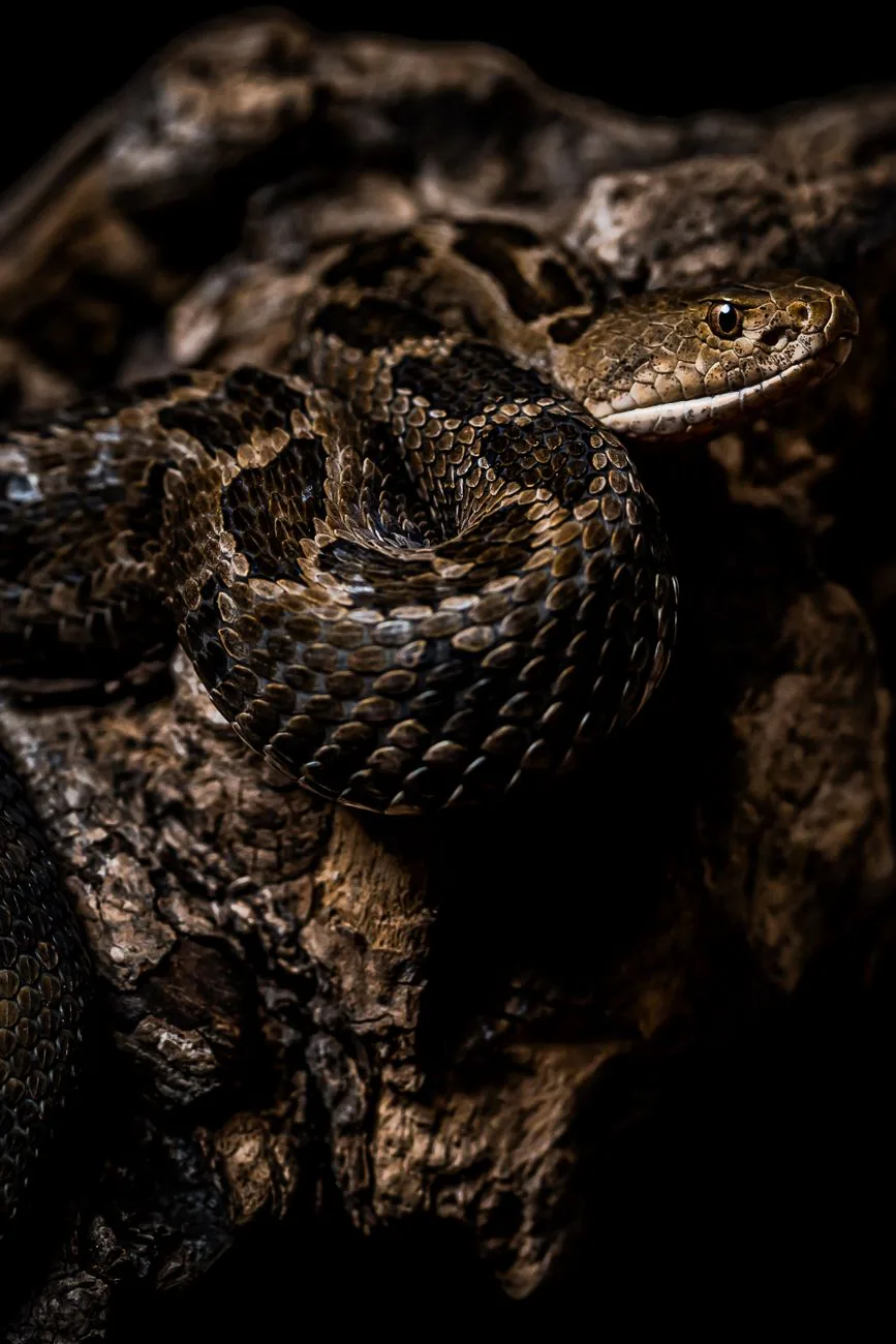 A snake resting on dark textured rock in low light